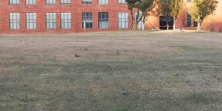 戴勝鳥1.jpg