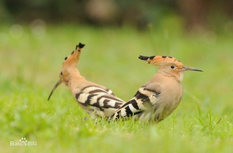 戴勝鳥3.jpg